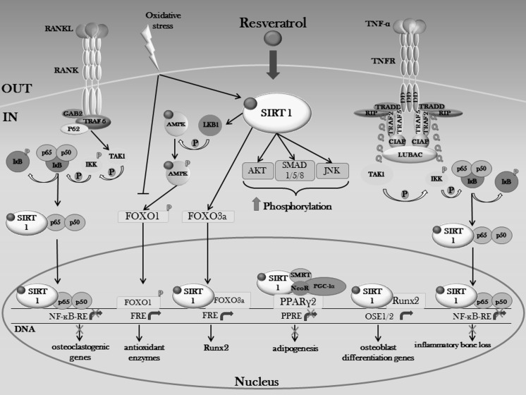 Fig. 4