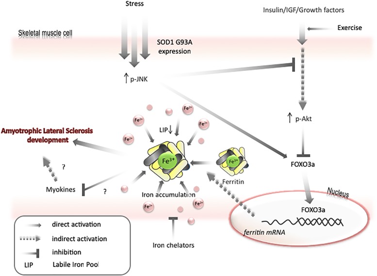 FIGURE 3