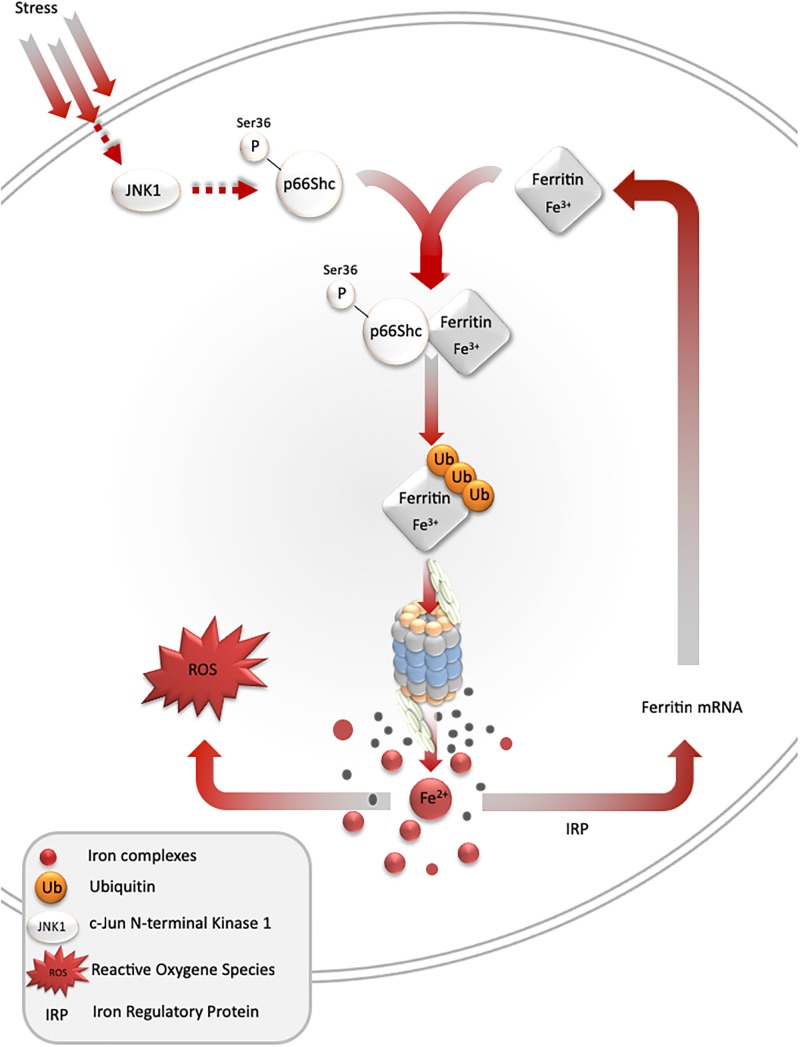 FIGURE 2