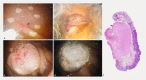 Fig.?3