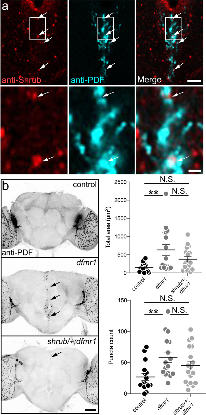 Fig. 10