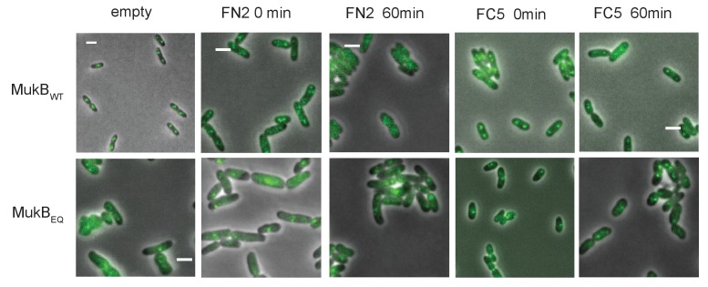 Figure 8—figure supplement 1.