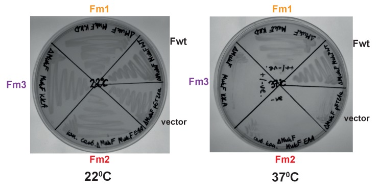 Figure 5—figure supplement 2.