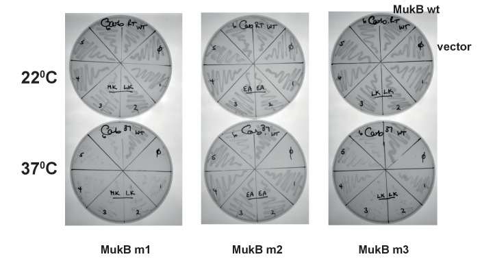 Figure 5—figure supplement 5.