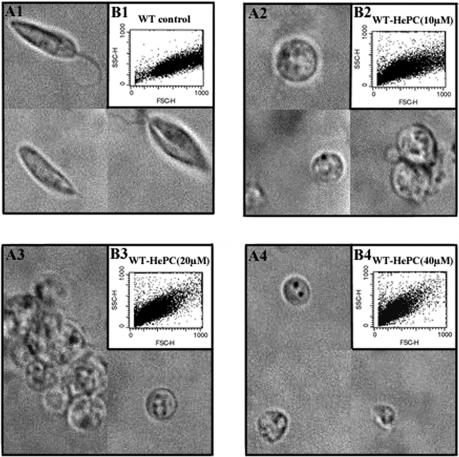 FIG. 2.