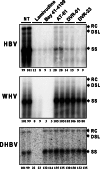 Fig 5