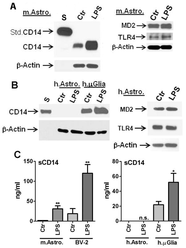 LPS and IL-1 differentially activate mouse and human astrocytes: role ...