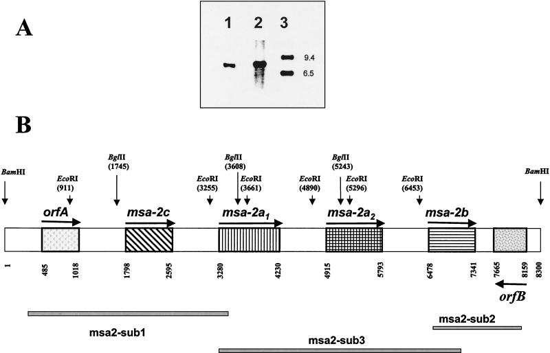 FIG. 1.