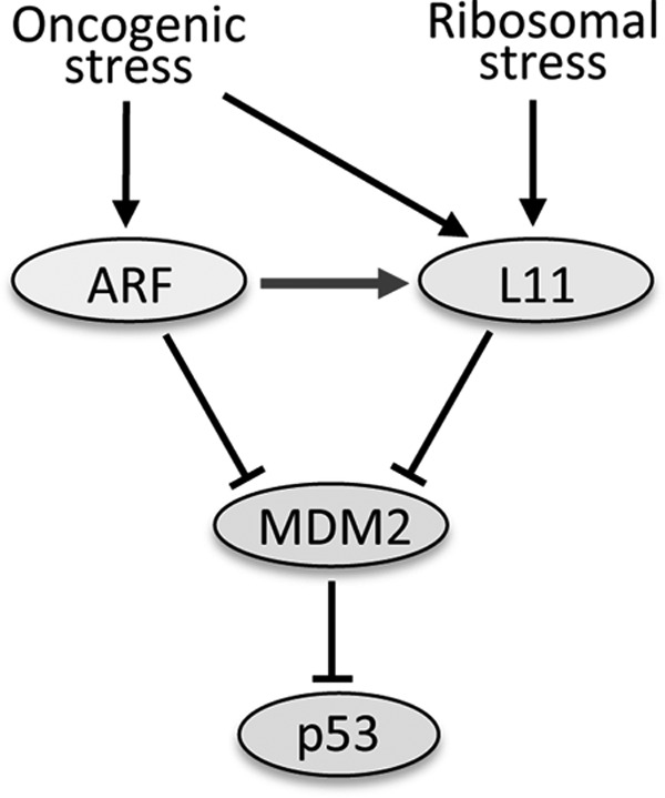 FIGURE 7.