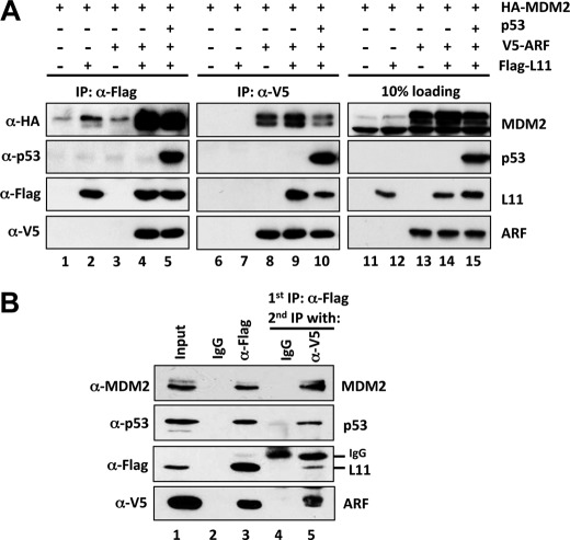 FIGURE 4.