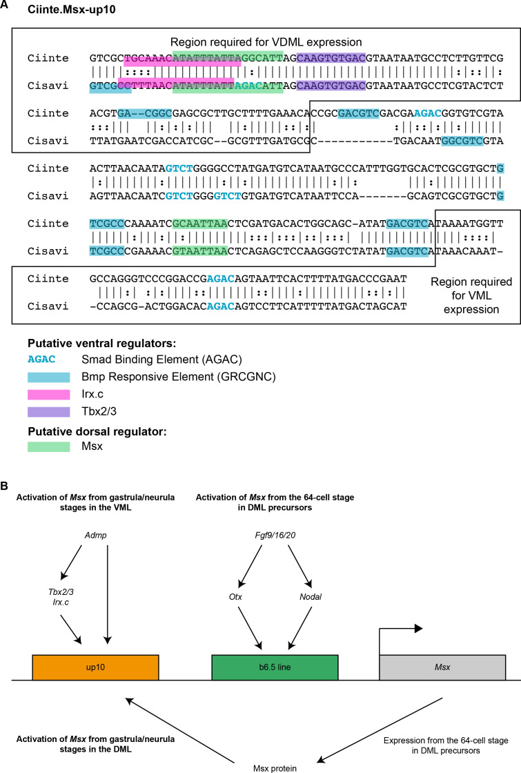 Figure 1—figure supplement 2.