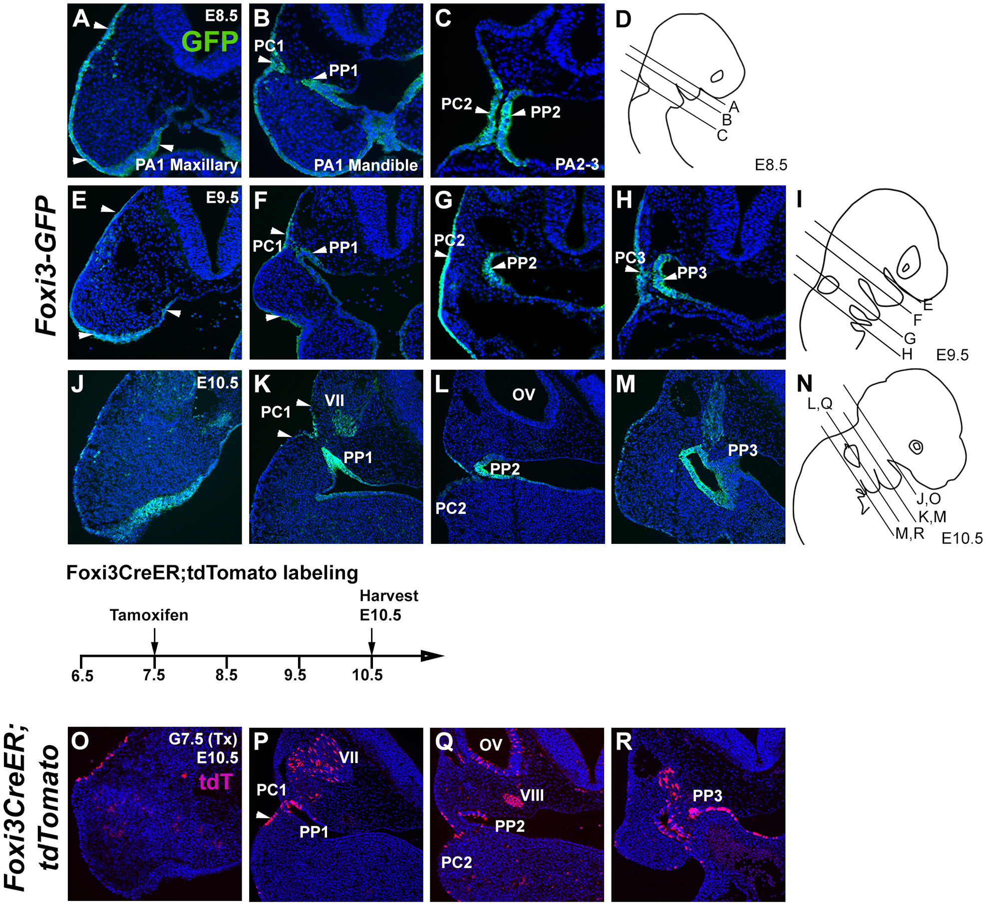 Figure 2: