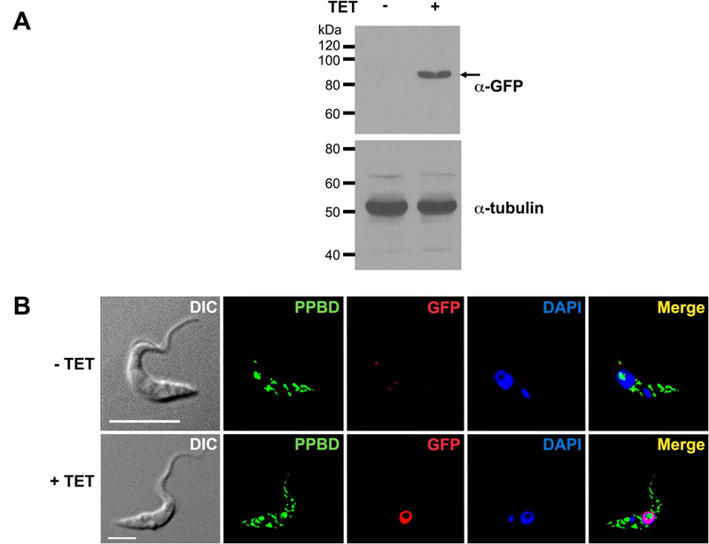 Fig. 7.