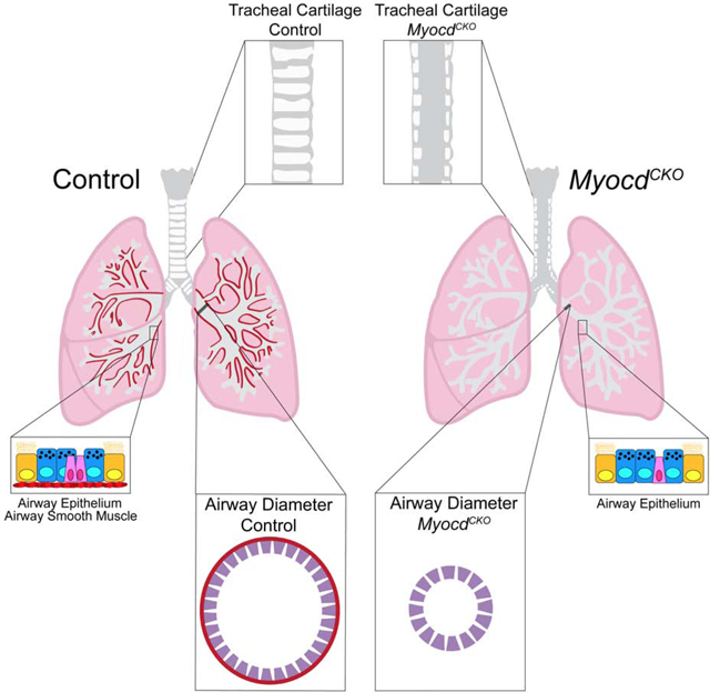 graphic file with name nihms-1573342-f0001.jpg