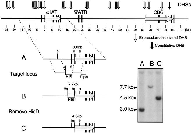 FIG. 1.