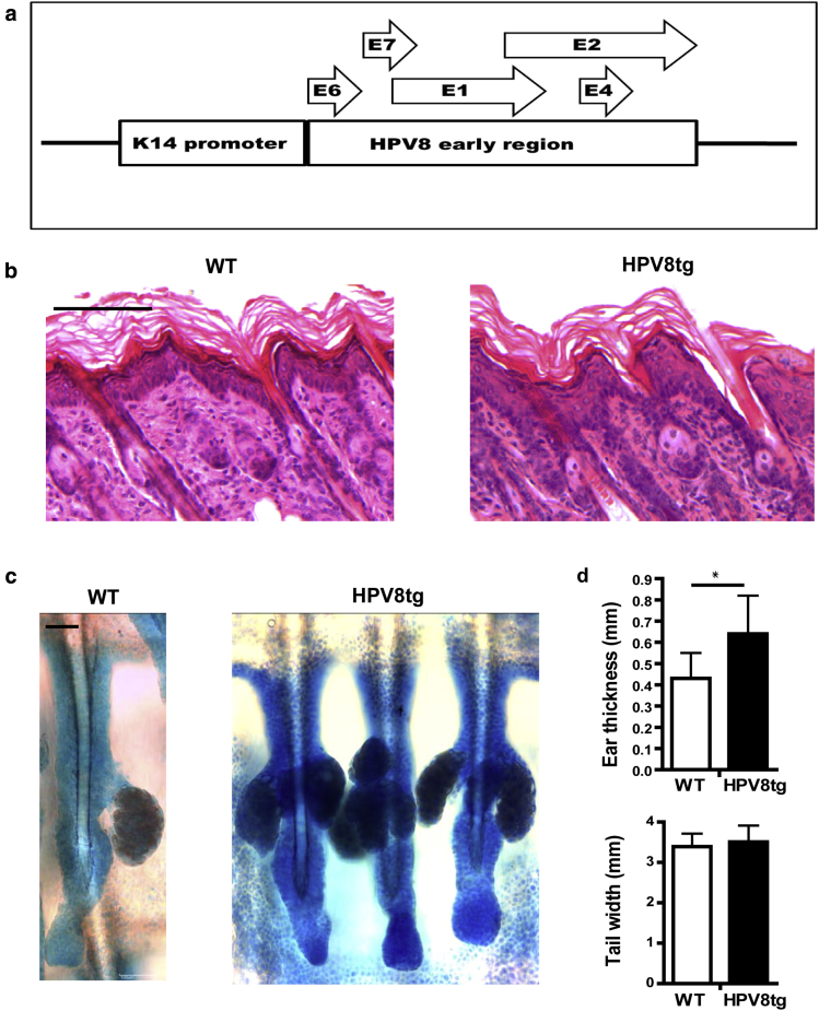 Figure 1