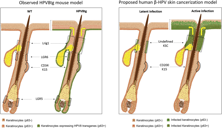 Figure 6