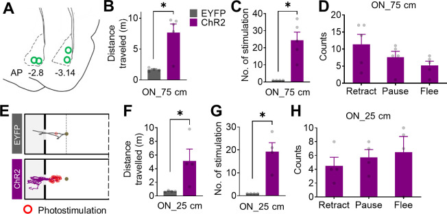 Figure 3—figure supplement 1.