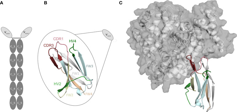 Figure 1