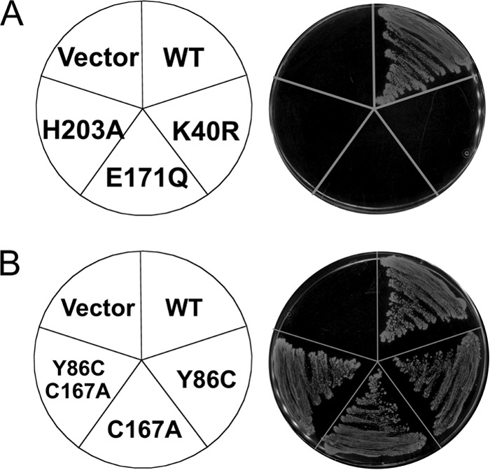 FIGURE 10.