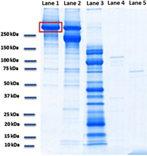 Figure 5