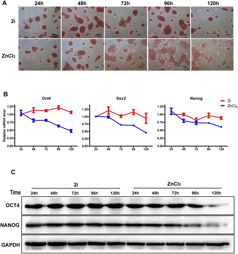 Fig 3