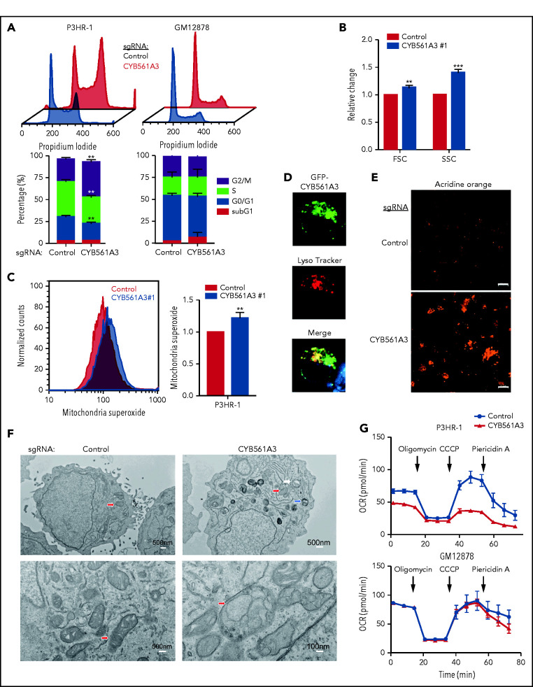 Cyb561a3 is the key lysosomal iron reductase required for burkitt b