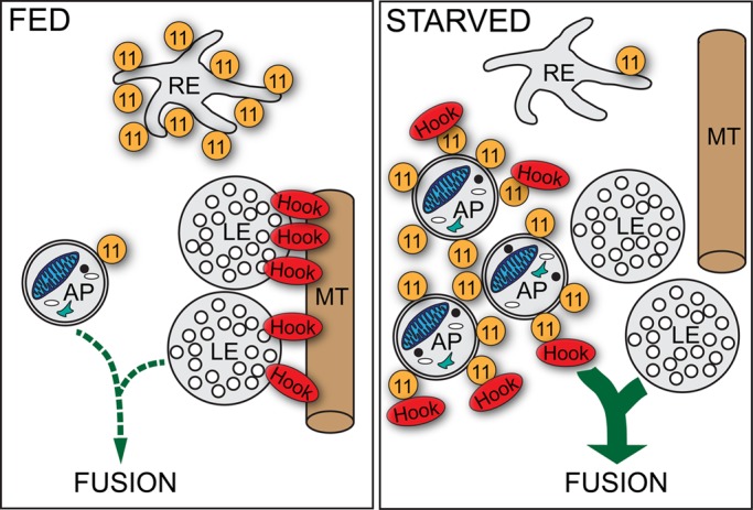 FIGURE 5: