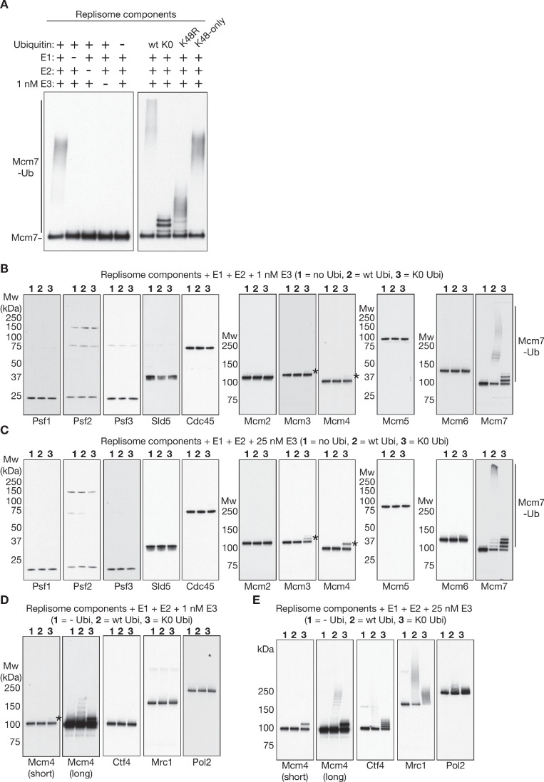 Figure 2—figure supplement 1.