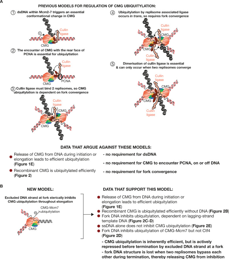 Figure 6—figure supplement 1.