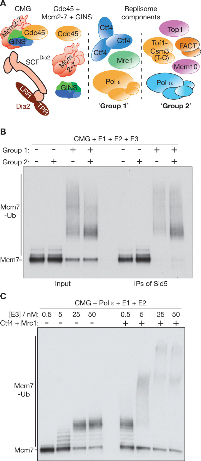 Figure 3—figure supplement 1.