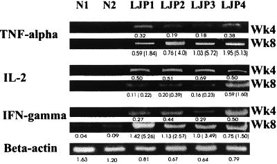 FIG. 2.