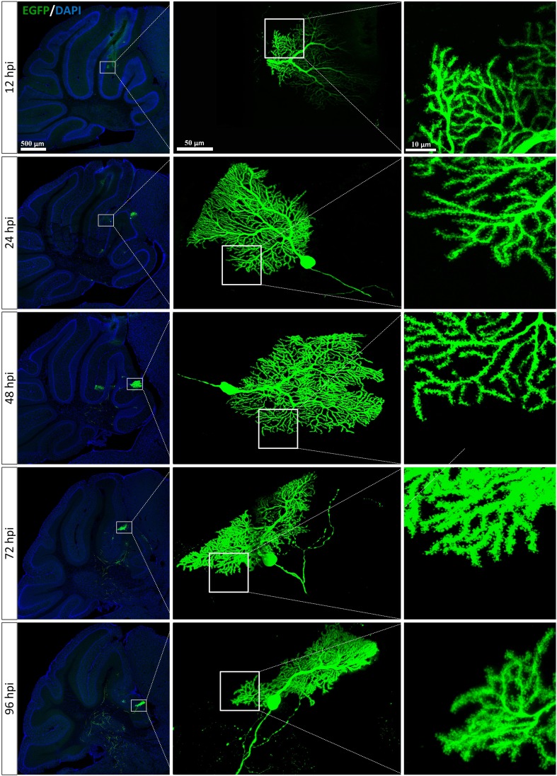 Fig. 3