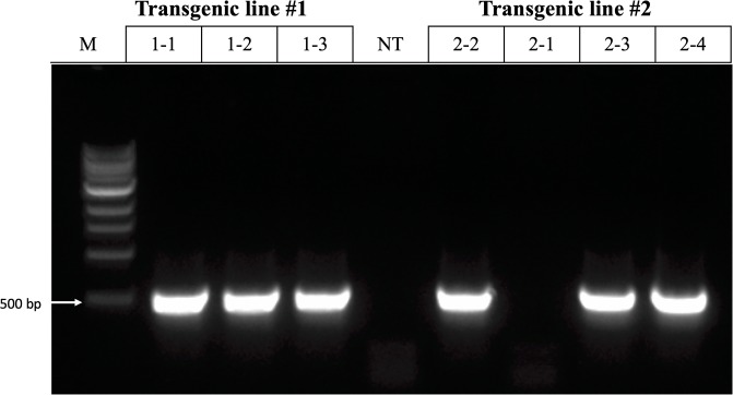 Fig 6