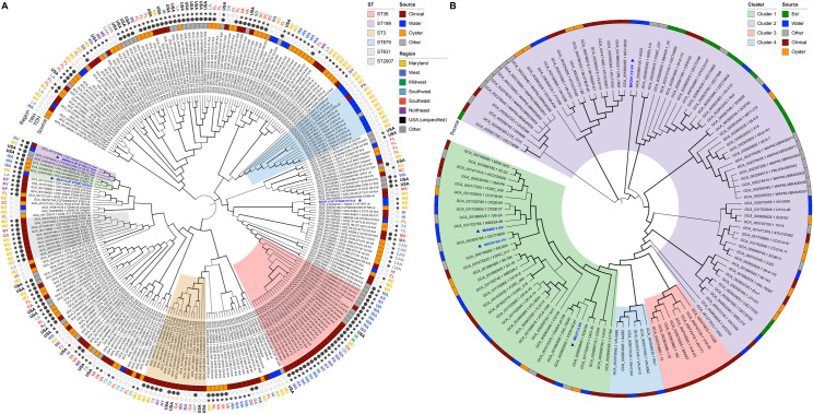 Phylogenetic trees depict genomic relationships among Vibrio parahaemolyticus and Vibrio vulnificus isolates from this study with respect to established reference strains and source of isolation.