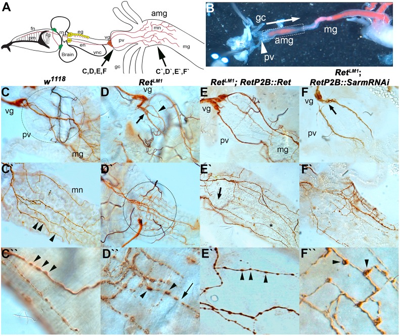 Fig. 4.