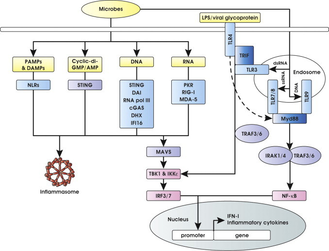 Fig. 1