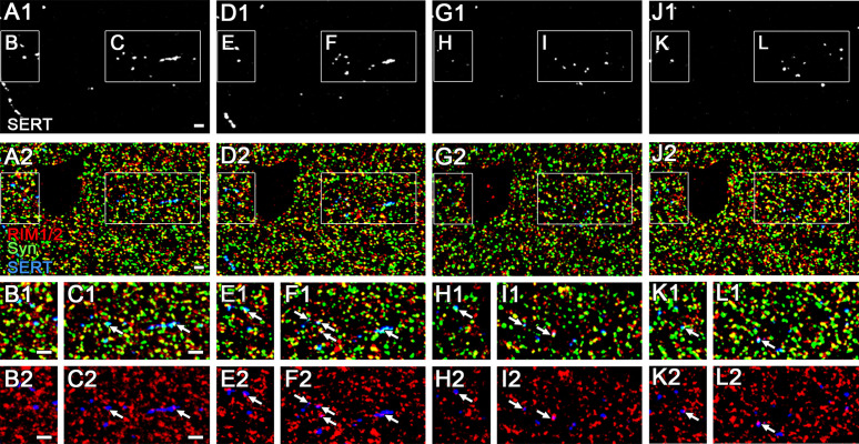 Figure 3—figure supplement 2.