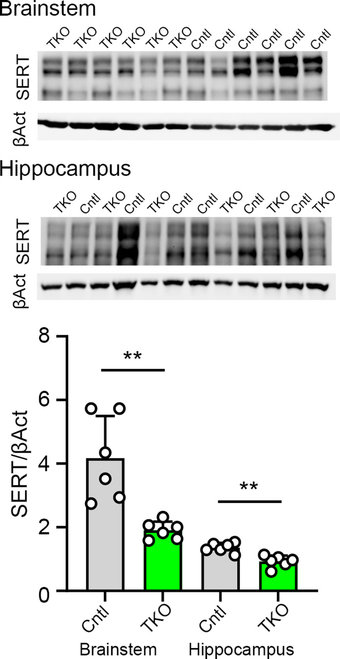 Figure 3—figure supplement 1.