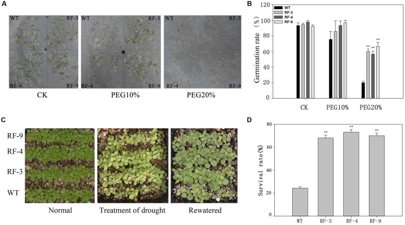 FIGURE 2