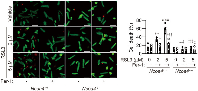 Figure 5—figure supplement 2.