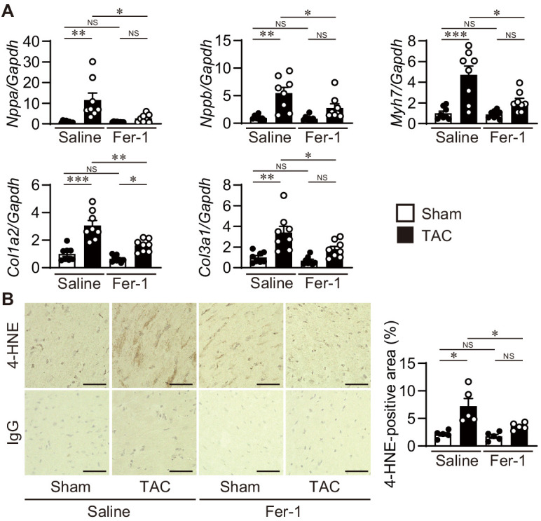 Figure 6—figure supplement 1.