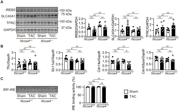 Figure 4—figure supplement 2.