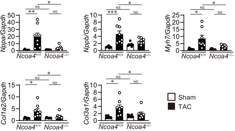 Figure 1—figure supplement 2.