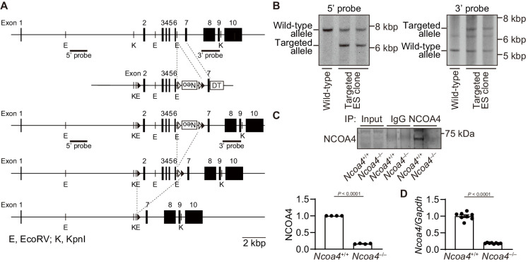 Figure 1—figure supplement 1.