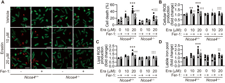 Figure 5—figure supplement 1.