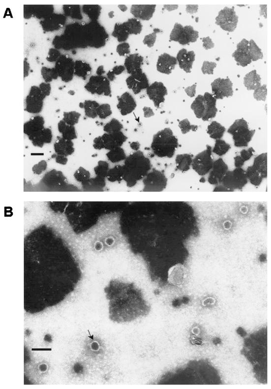 FIG. 7.