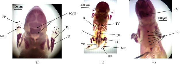 Figure 5