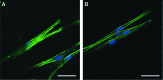 <b>FIG. 6.</b>