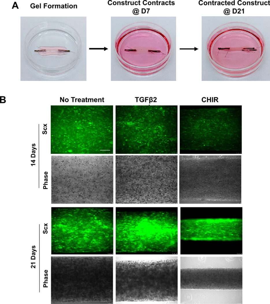 Figure 3: